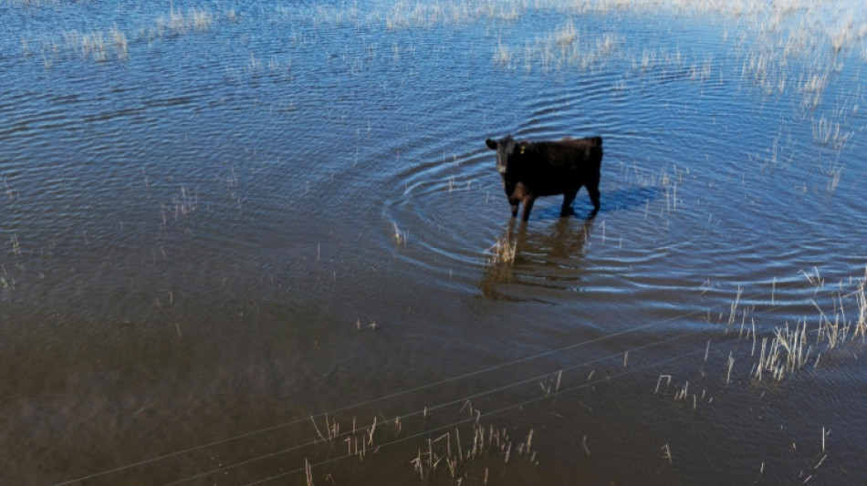 Rekordregen in Argentinien: Pampa wird zum Sumpfgebiet