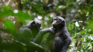 La risa convierte a los bonobos en optimistas