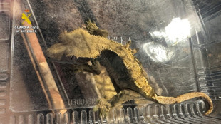 Agentes españoles intervienen casi 500 animales exóticos protegidos en un falso refugio