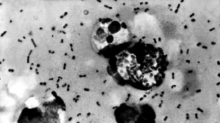 Volcanic eruptions may have brought Black Death to Europe