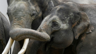 Elefantenjunges in Berliner Tierpark wegen gebrochenen Sto&szlig;zahns behandelt