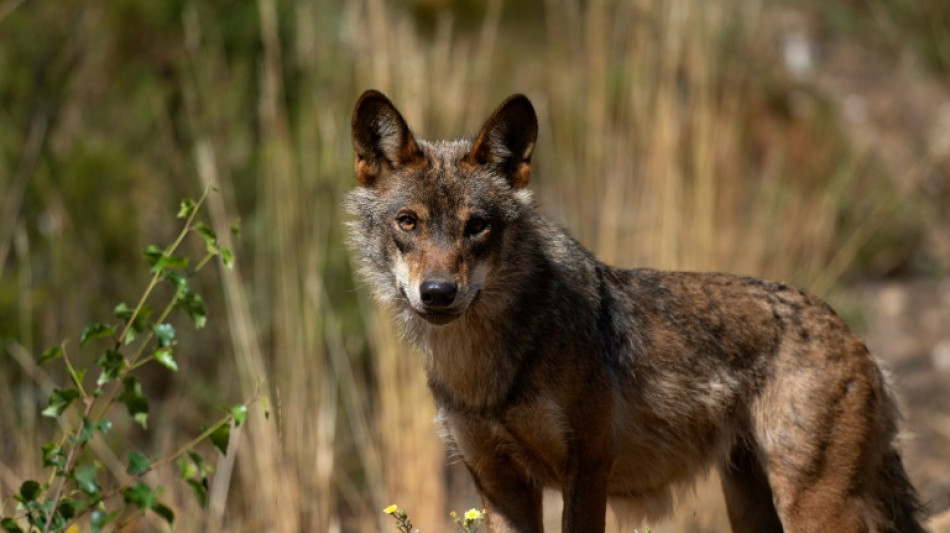 La Uni&oacute;n Europea aprueba un plan para reducir el estatus de protecci&oacute;n del lobo