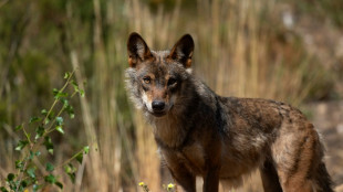 La Uni&oacute;n Europea aprueba un plan para reducir el estatus de protecci&oacute;n del lobo