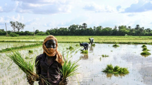 El arroz alcanza su precio mundial m&aacute;s alto en 15 a&ntilde;os, seg&uacute;n FAO