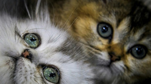 Feuerwehr und Polizei retten in Ruhrgebiet zwei Katzenbabys
