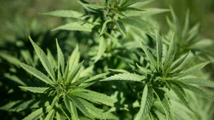 Cannabisplantage mit rund 1100 Pflanzen in Hessen entdeckt - zwei Festnahmen