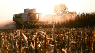 EEUU revisa a la baja producci&oacute;n mundial de ma&iacute;z por menos cosecha en Brasil