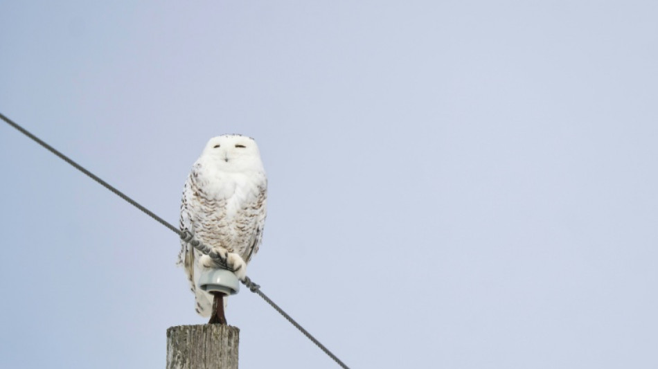 Protection internationale pour de nouvelles esp&egrave;ces migratrices, dont la chouette d'Harry Potter