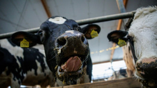 Appell an Minister Rainer: Tier&auml;rzte fordern Ende der Anbindehaltung von Rindern