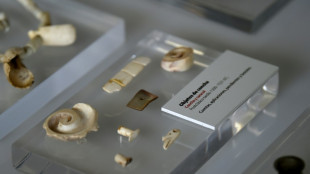 M&eacute;xico recupera 2.522 piezas prehisp&aacute;nicas en poder de una familia de Barcelona