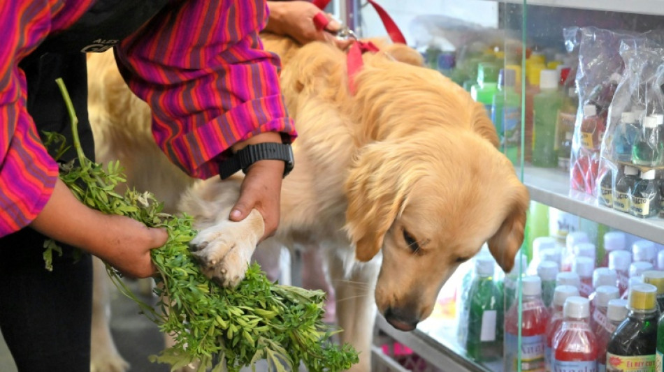 Curandeiras limpam as m&aacute;s energias de pets em mercado do Equador