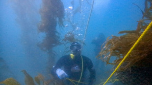 M&eacute;xico protege un bosque submarino amenazado por El Ni&ntilde;o