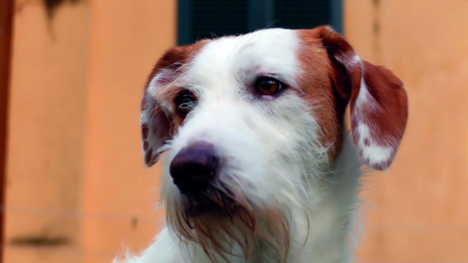 Nei Caf di Cia Cuneo il 730 &egrave; gratis per chi adotta un cane o un gatto