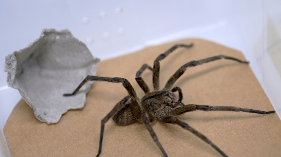 En Brasil, una ara&ntilde;a venenosa como aliada contra la disfunci&oacute;n er&eacute;ctil