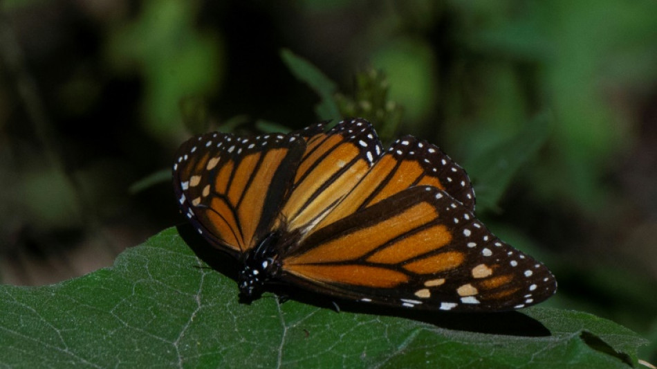 Zona ocupada por mariposas monarcas en M&eacute;xico tras migrar desde Canad&aacute; cae 59,3%