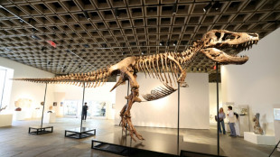 Tiranossauro rex 'Gus' &eacute; vendido por valor recorde de US$ 50 milh&otilde;es em leil&atilde;o nos EUA