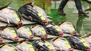Los precios mundiales de los alimentos cayeron un 13,7% en 2023, seg&uacute;n la FAO