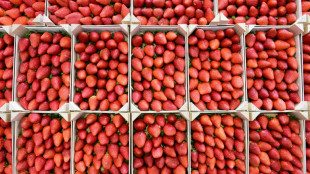 Deutlich niedrigere Ernte von Freiluft-Erdbeeren erwartet - auch weniger Spargel