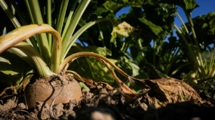 Plus de risques et moins de solutions: l'angoisse des betteraviers fran&ccedil;ais