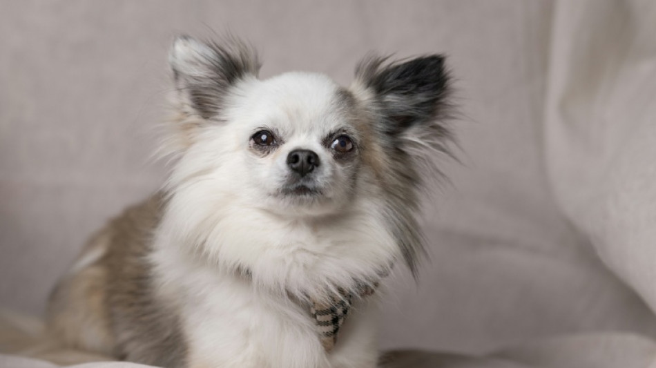 La plupart des chiens ont de l'ADN de loup, m&ecirc;me les chihuahuas