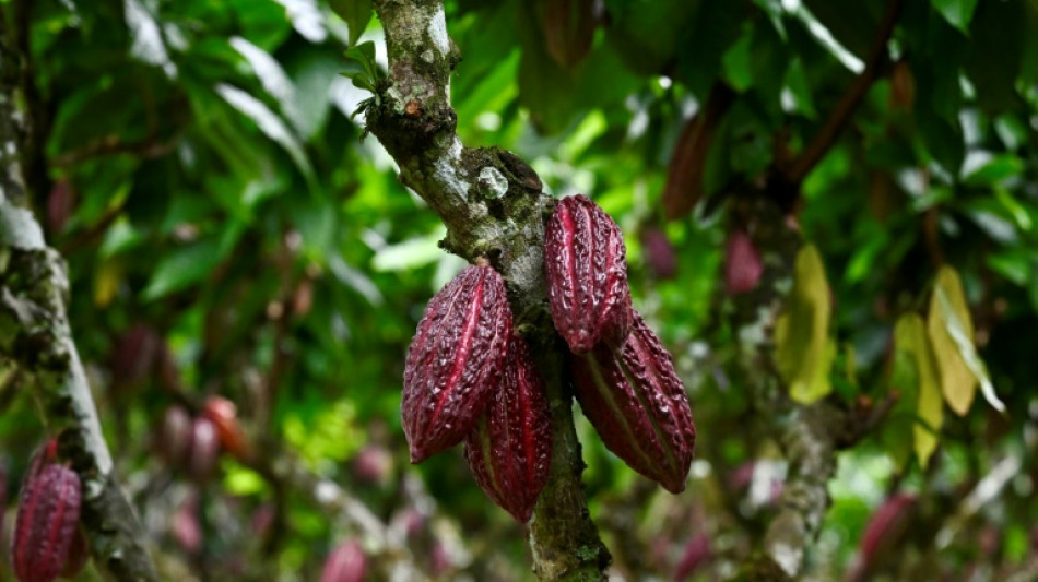 &iquest;Qui&eacute;n se beneficia de la subida de los precios del cacao?  