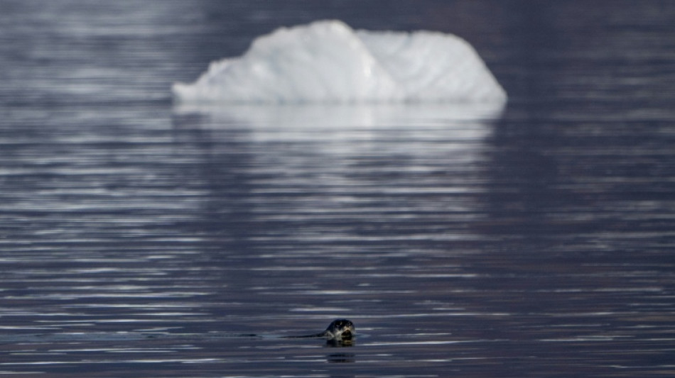 Rote Liste der Weltnaturschutzunion: Arktische Robben immer stärker gefährdet