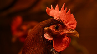 Gef&uuml;gel und Schweine: Br&uuml;ssel stellt strengere Tierschutzregeln in Aussicht