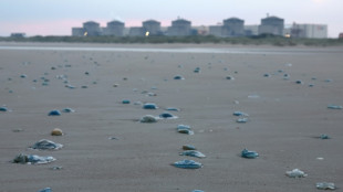 Méduses à la centrale nucléaire de Gravelines: un premier réacteur a redémarré (EDF)