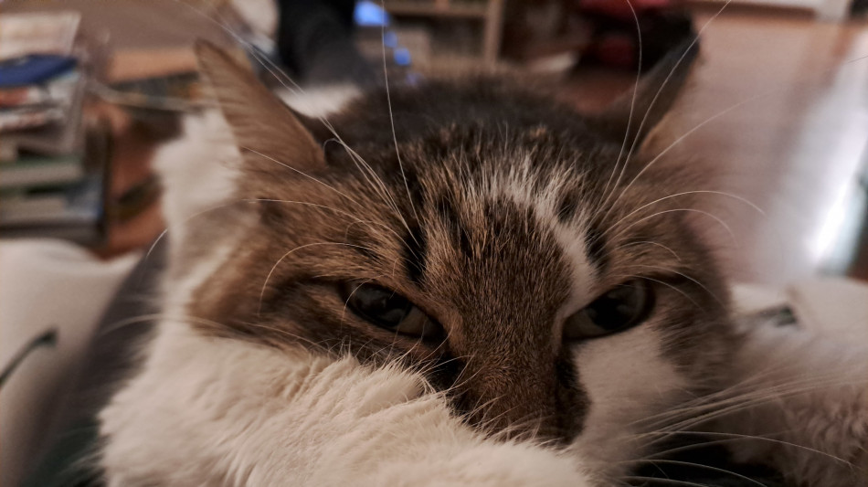 Pet economy cambia, boom veterinari e servizi di cura