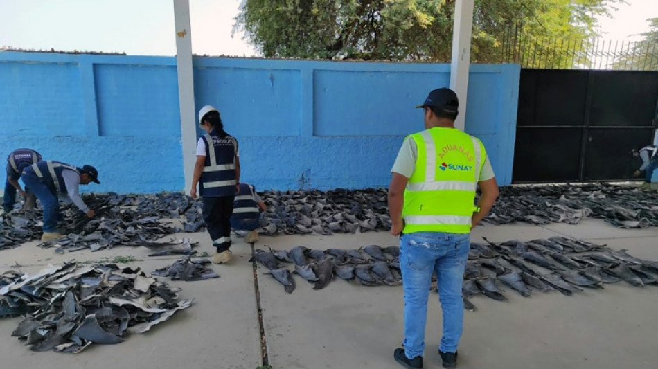 Incautan 1,2 toneladas de aletas de tibur&oacute;n en Per&uacute;