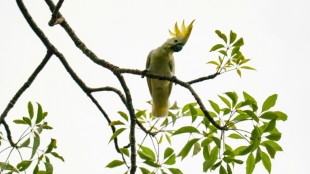 A Hong Kong, des nids artificiels pour sauver des cacatoès de l'extinction