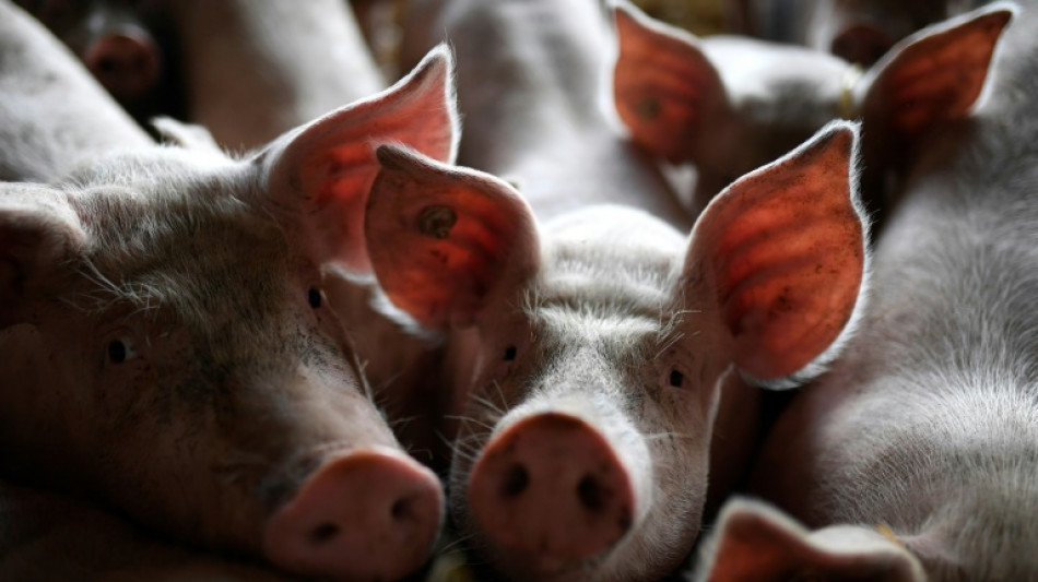 Weniger schweinehaltende Betriebe - Zahl der Tiere aber steigend