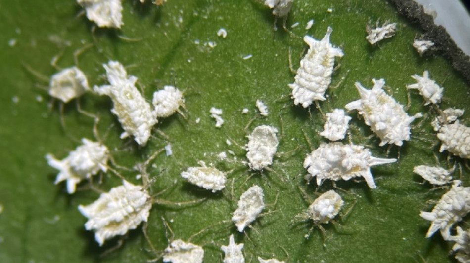 La voraz cochinilla amenaza desde los &aacute;rboles de Guayaquil hasta el banano ecuatoriano