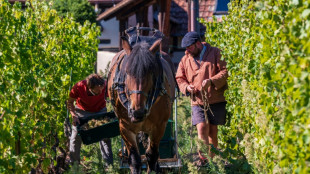 Deutsche und franz&ouml;sischer Winzer lesen Trauben f&uuml;r 60. Jahrestag des &Eacute;lys&eacute;e-Vertrags