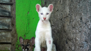 Zool&oacute;gico de Nicaragua abre sus puertas para exhibir a su raro puma albino