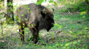 Entlaufener Wisent sorgt für Aufregung in Brandenburg