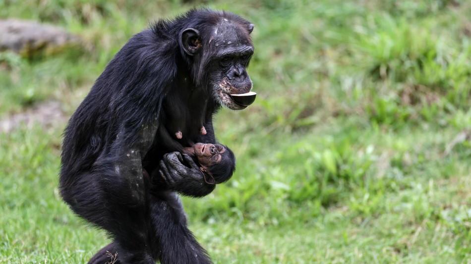 Osservata la prima 'guerra civile' tra scimpanz&eacute;