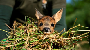 "Salvar a Bambi", una campa&ntilde;a en B&eacute;lgica para rescatar cervatillos