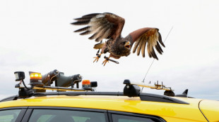 A l'aéroport de Beauvais, des rapaces alliés de la sécurité aérienne